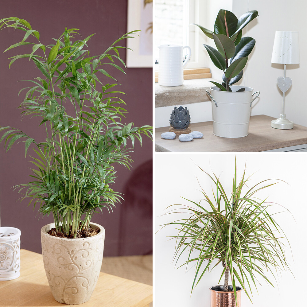 Houseplant Collection, Set of 3 Real Indoor Plants, 12cm Pots, Air Purifying