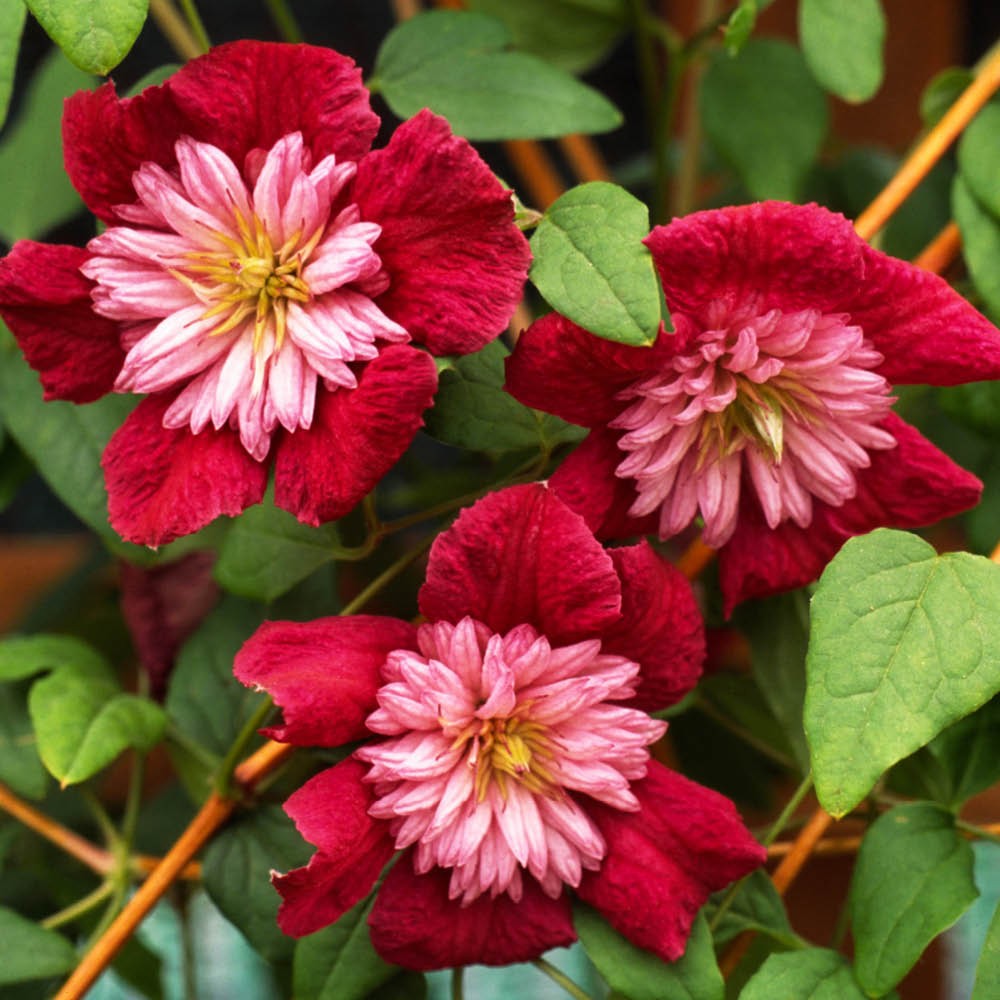 Climbing Plant, Clematis Avant Garde, 3 x 7cm Pots, Double Flowering, Vigorous