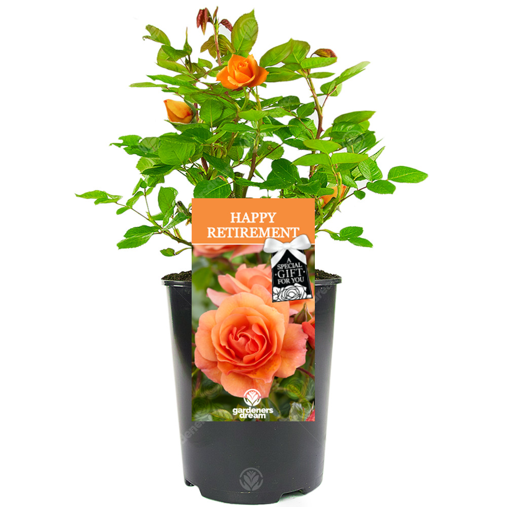 Happy Retirement Rose - Retirement Gift - Live Rose Bush Plant