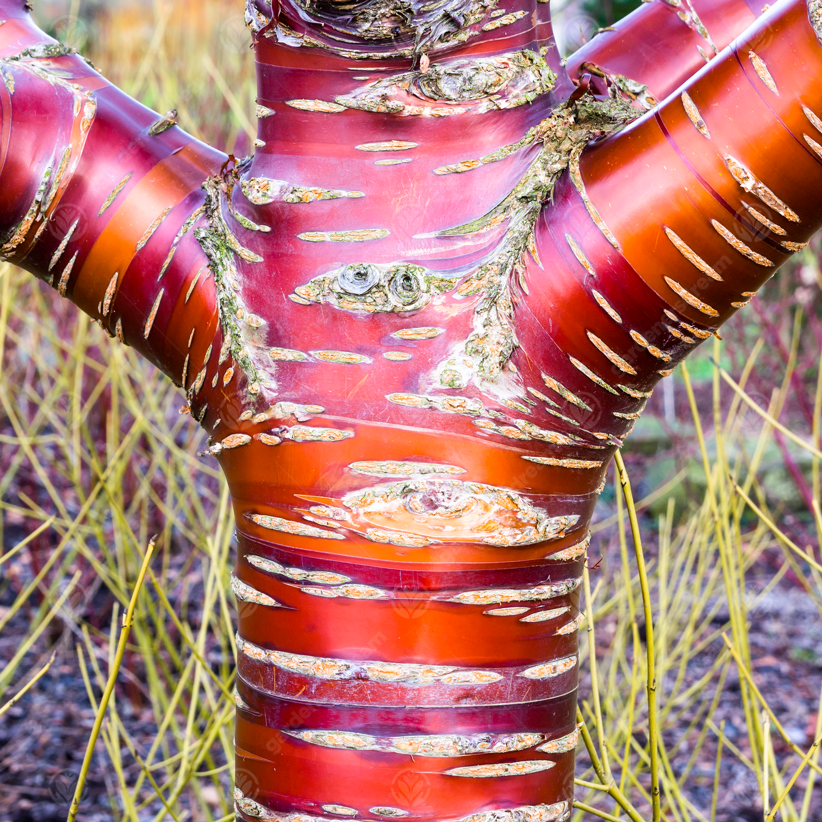 Prunus serrula | Tibetan Cherry Tree | Ornamental Fruit Tree | 5-6ft