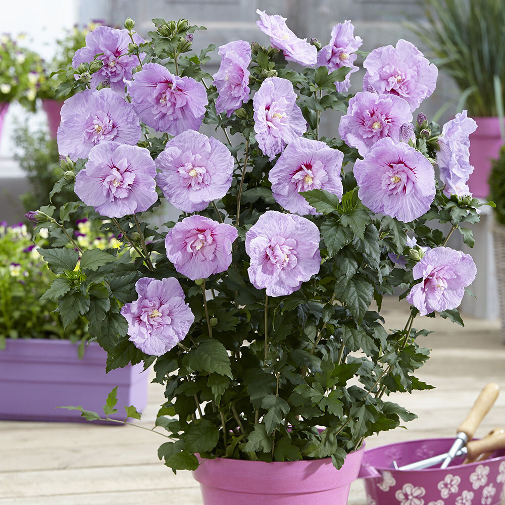 Hibiscus Chiffon Lavender, 3L Potted Shrub, Large Double Blooms, Hardy, Easy