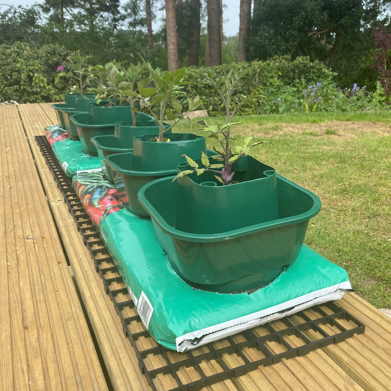 12 x Grow Bag Watering Pots Tomato Ring Culture Bottomless Planter Growbag Grow