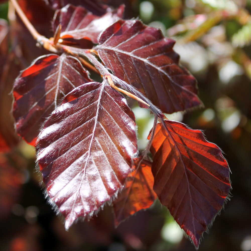 Fagus sylvatica 'Purpurea' | Copper Beech | Ornamental Garden | 5-6ft