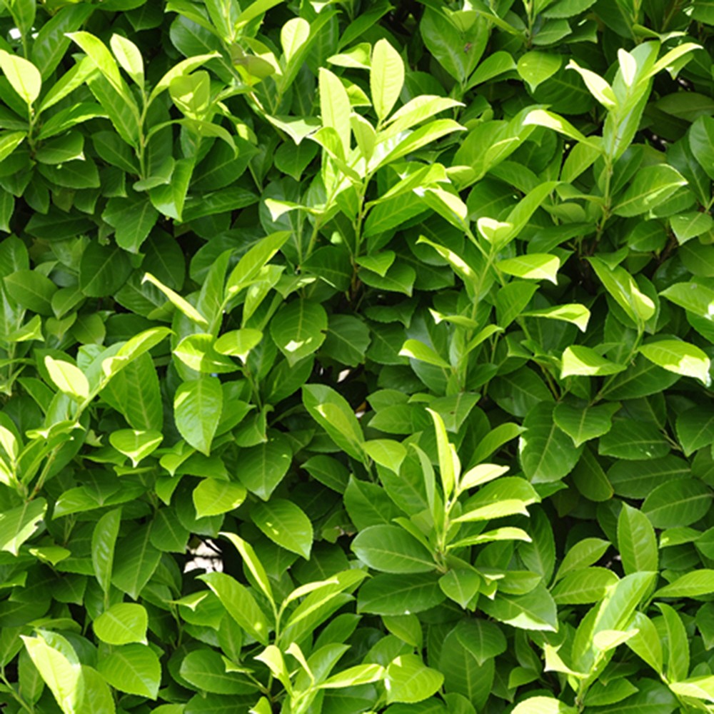 Prunus laurocerasus (Laurel) 9cm x12