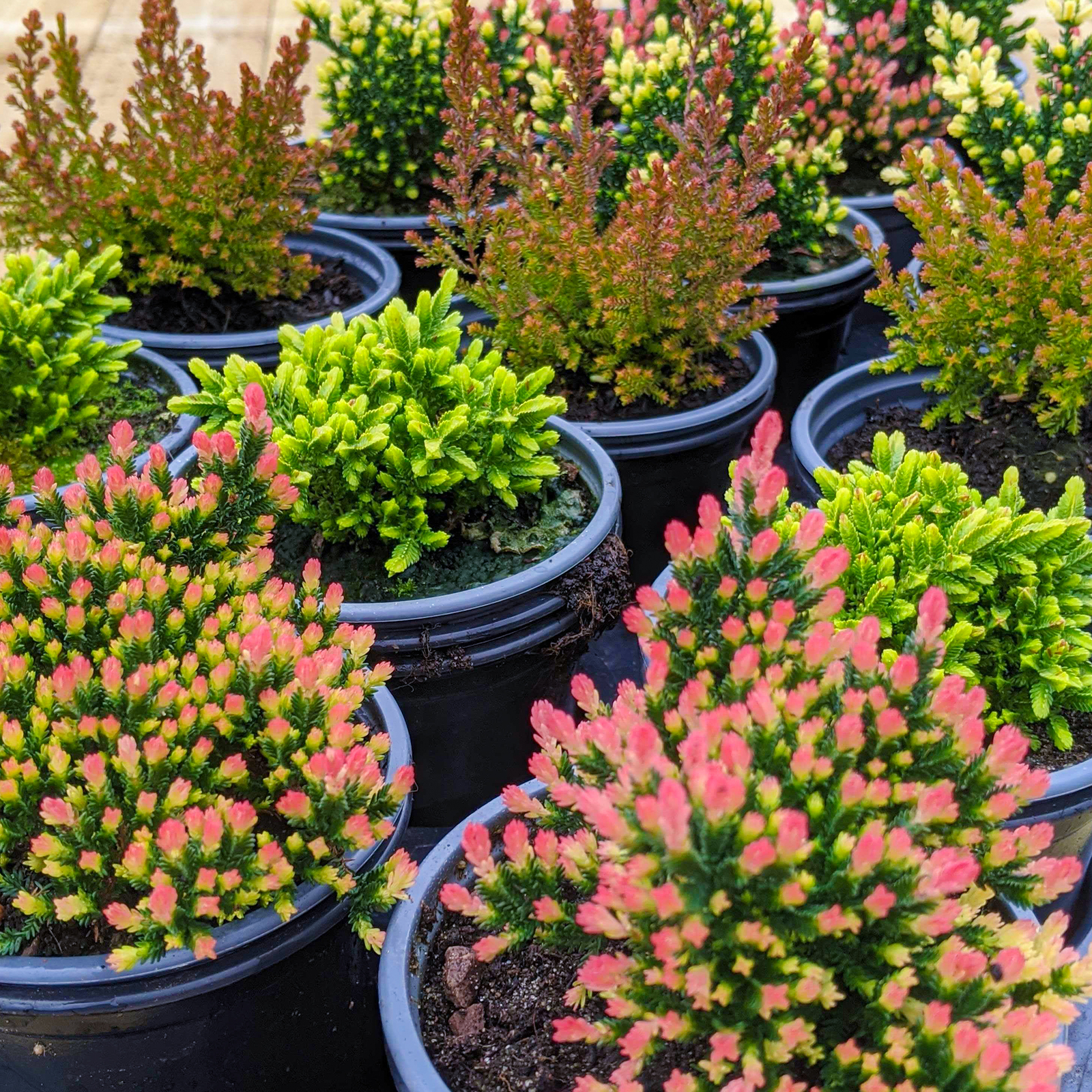 Calluna Heathers | Large Flowering Evergreen Bushy Shrub Mix | 18 Potted Plants