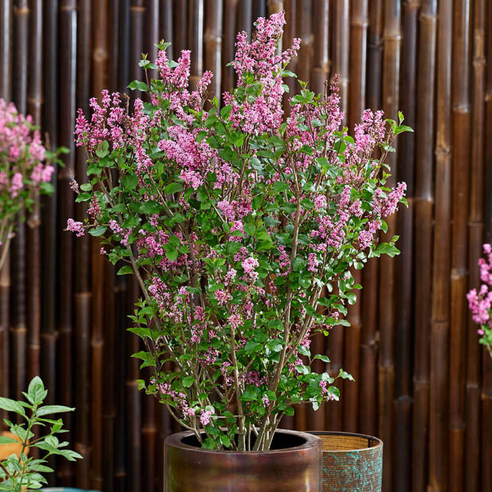Flowering Shrub, Lilac Little Rosie, Compact, Fragrant Dark Pink Blooms, 3L Pot