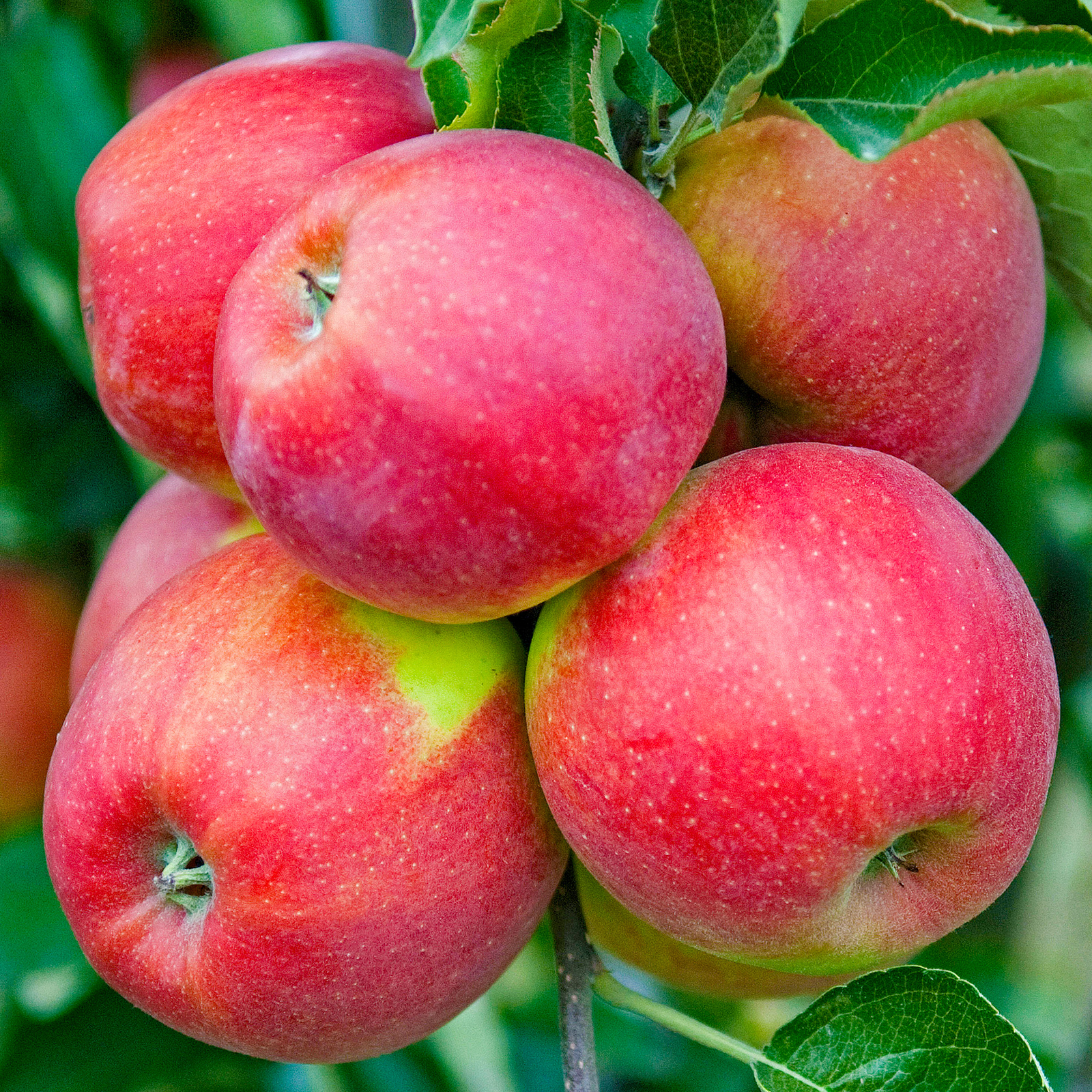 Apple Jonagold Tree Outdoor Garden Plant Grow Your Own Fruit Tree 7.5L Pot 4-5ft