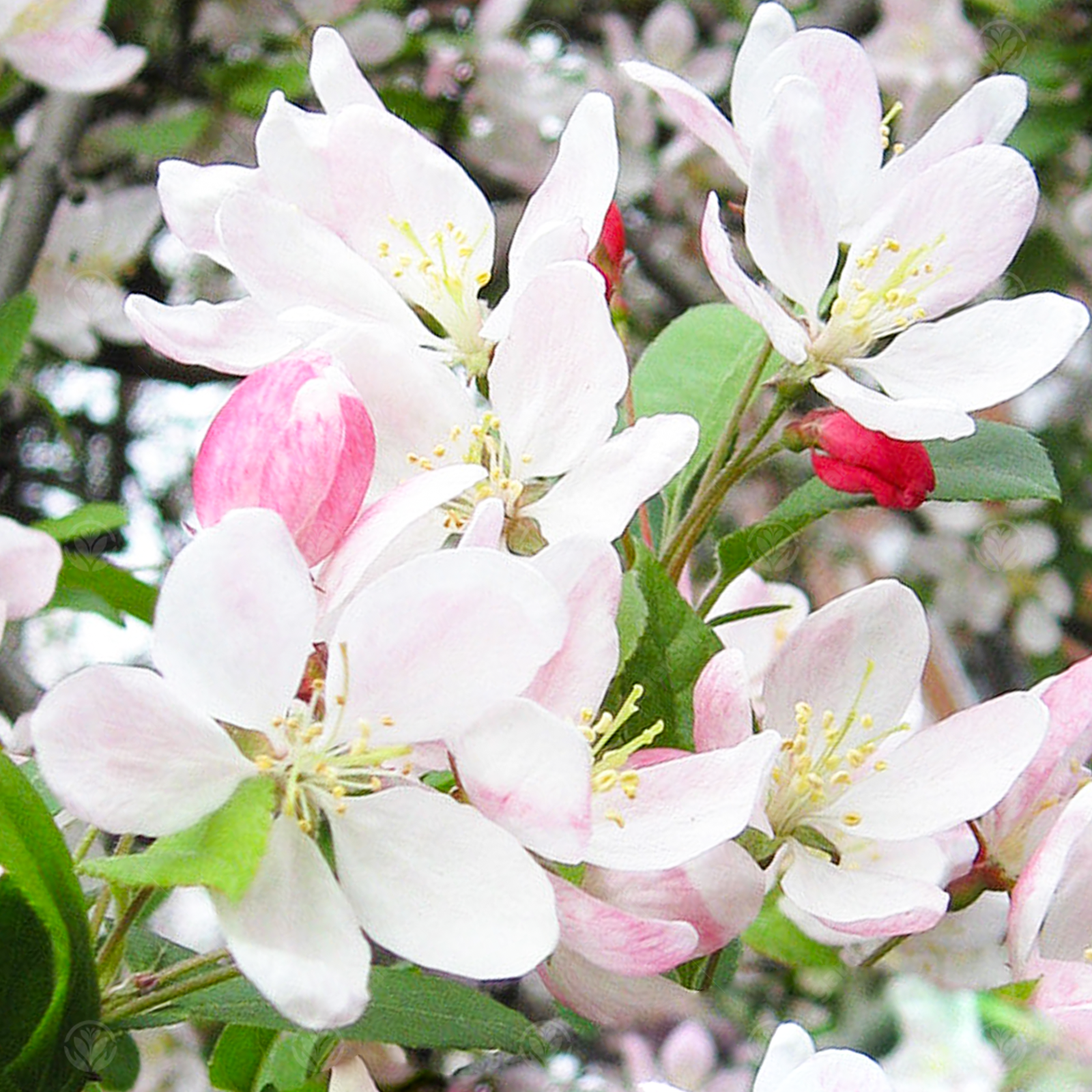 Malus Sun Rival | Weeping Crab Apple | Ornamental Garden Tree | 5-6ft