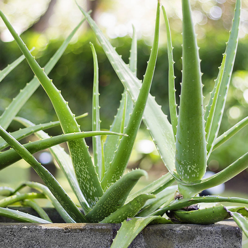 Aloe Vera Houseplant, succulent, easy care, 30-50cm tall, 14cm potted plant
