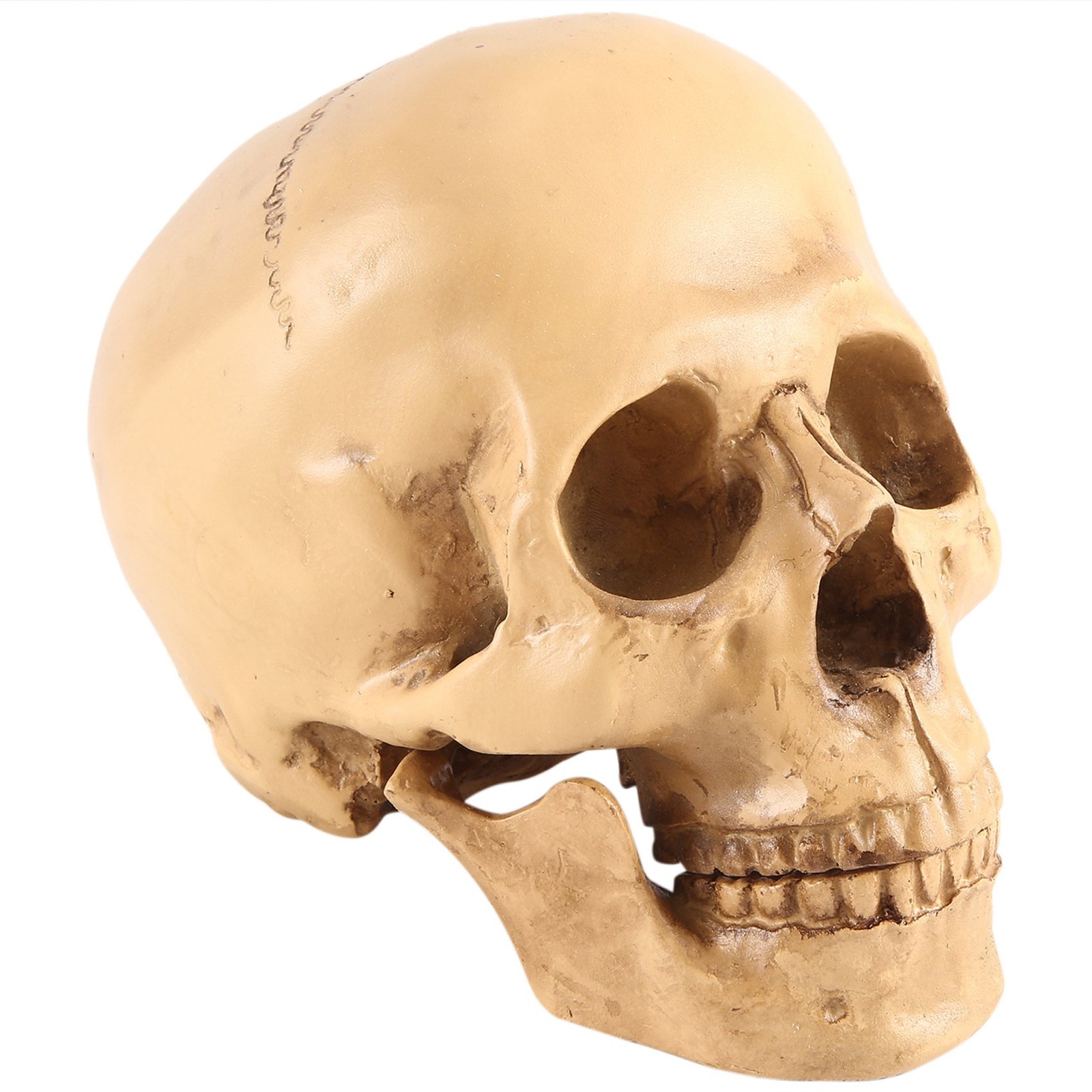 Model 1: 1 Resin Human Skull Anatomical Teaching Decoration Yellow X7F93590