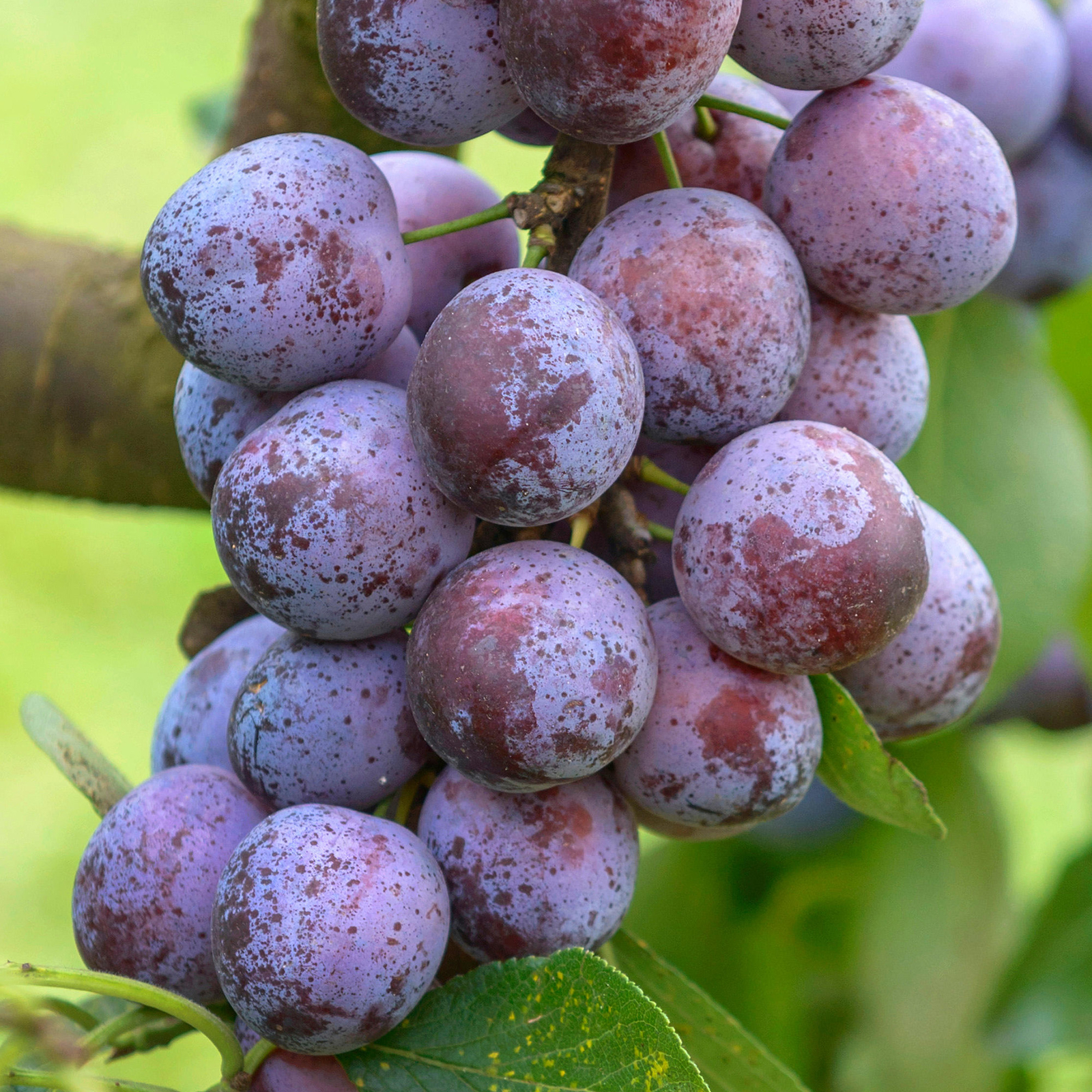 Plum Opal Tree Small Fruit Trees for Garden Ready to Plant Plum Tree Plant 4-5ft