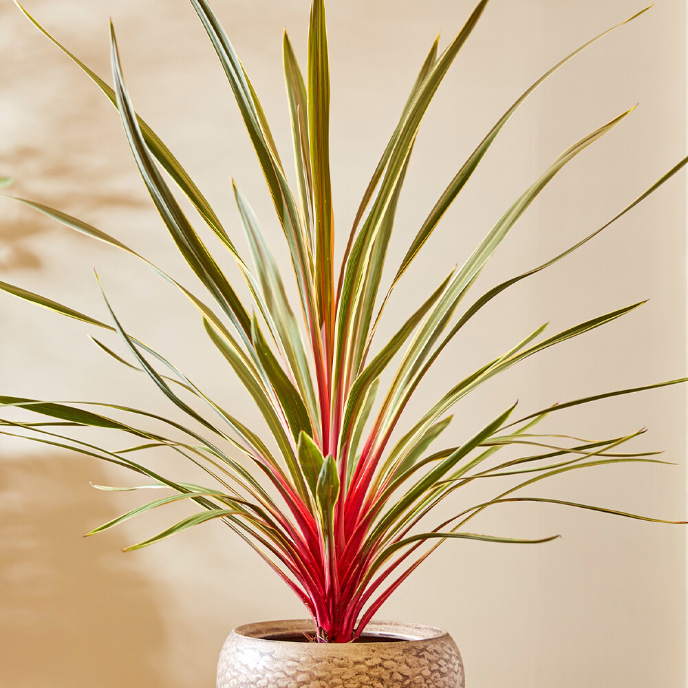 Colourful Foliage Plants, Cordyline Magic Star, compact, hardy, 2 x 17cm pot