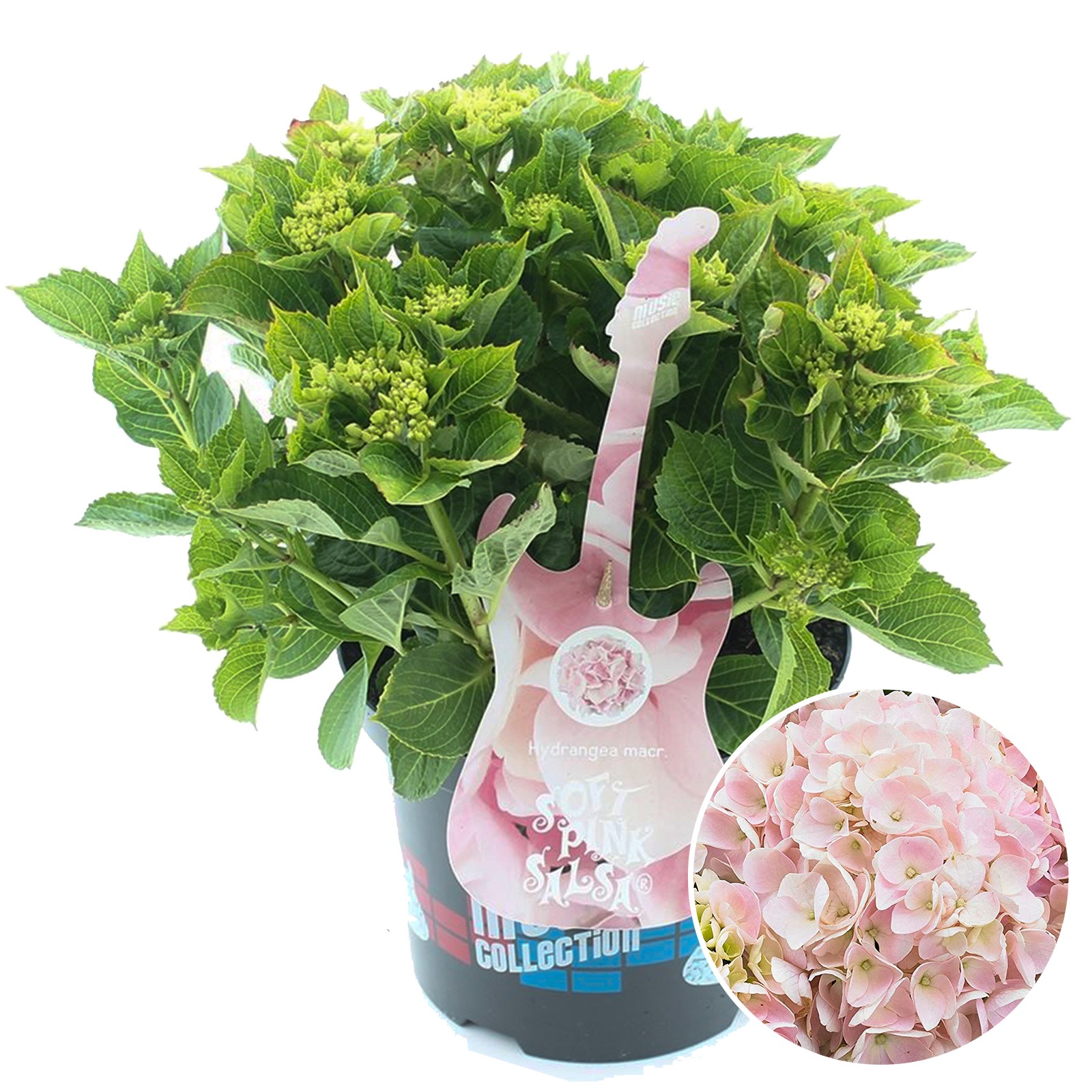 Hydrangea Soft Pink Salsa Garden Shrub | Deciduous Potted Plants | 1.5-2.5ft