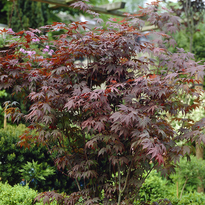 Japanese Maple Acer palmatum 'Atropurpureum' in a 3L Pot 70cm tall
