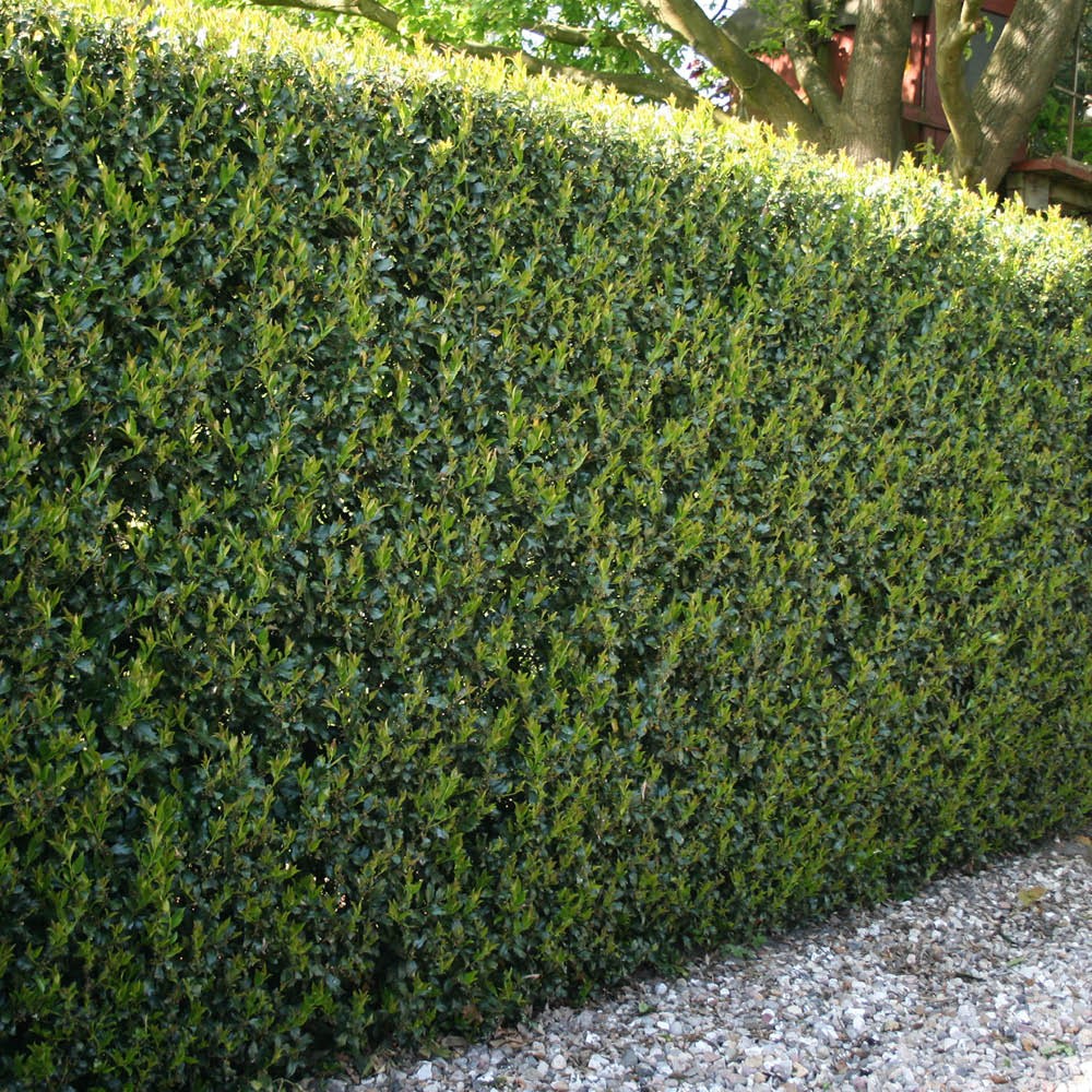 Ilex crenata 'Green Hedge' 9cm x48