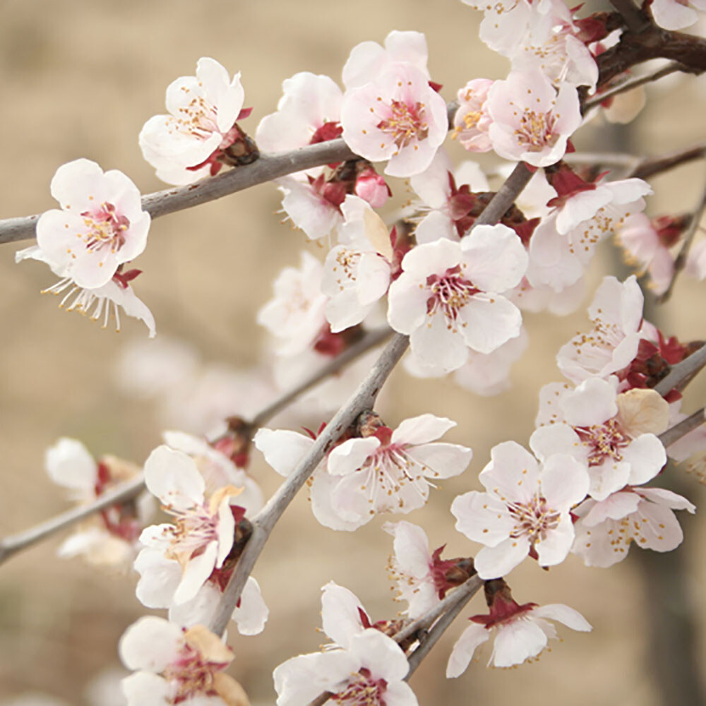 Flowering Ornamental Cherry Tree Prunus 'Kojo no Mai', Standard Tree in 3L Pot