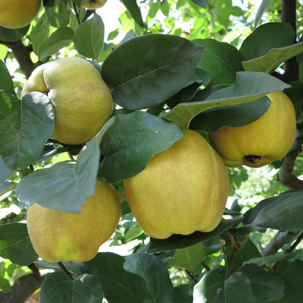 Patio Fruit Tree, Sibley's Quince, Compact, Self Fertile, 60-80cm, 1 x 4.5L Pot