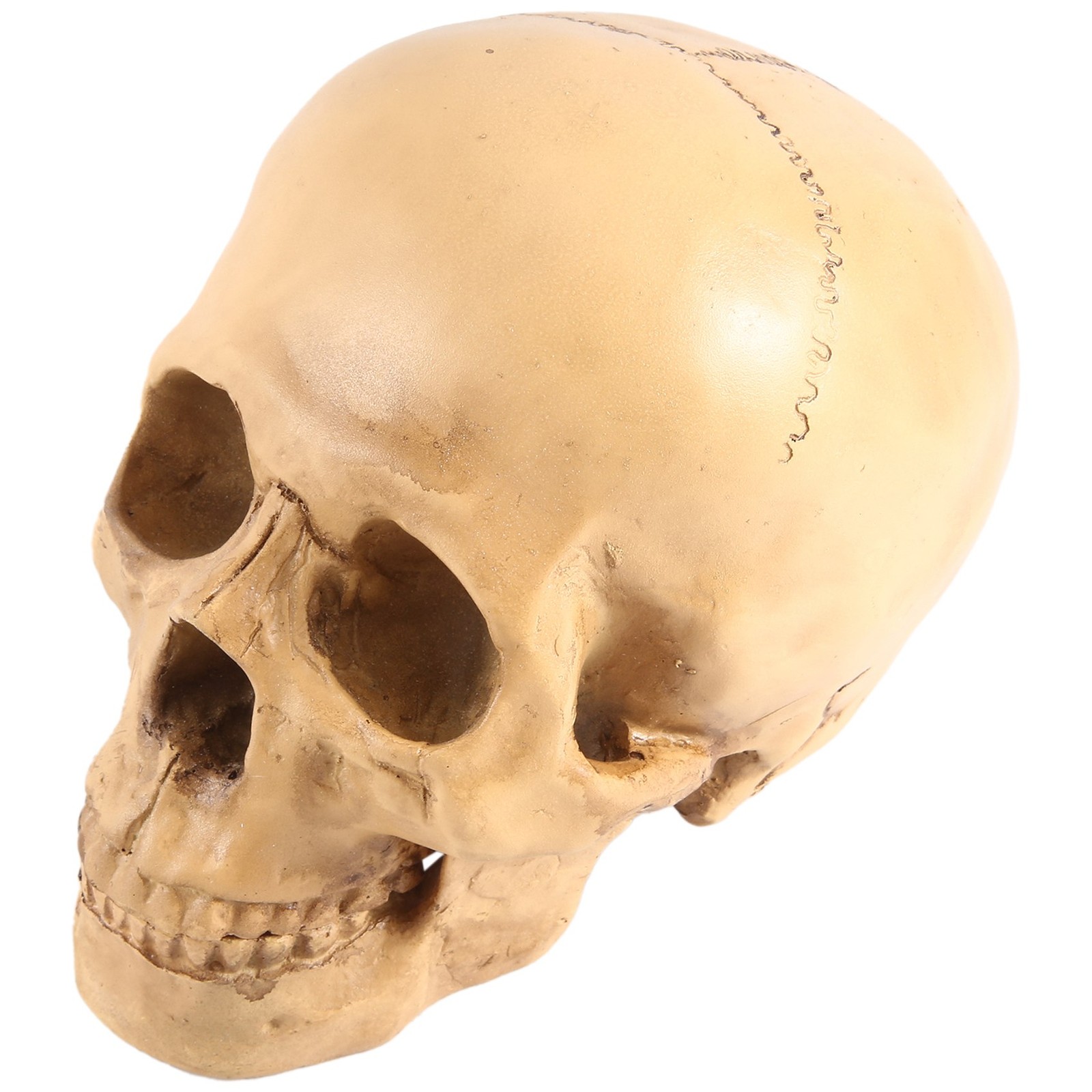 Model 1: 1 Resin Human Skull Anatomical Teaching Decoration Yellow X5D97854
