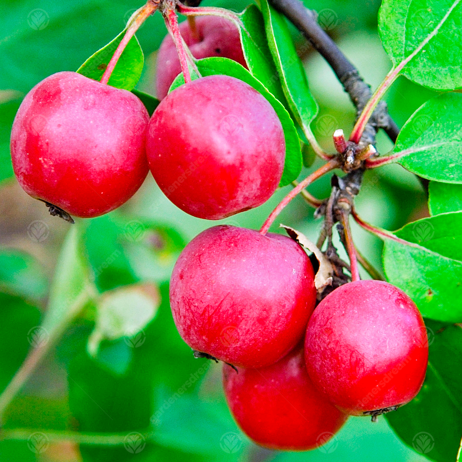 Malus 'Gorgeous' | Flowering Crab Apple Tree | Ornamental Tree | 5-6ft