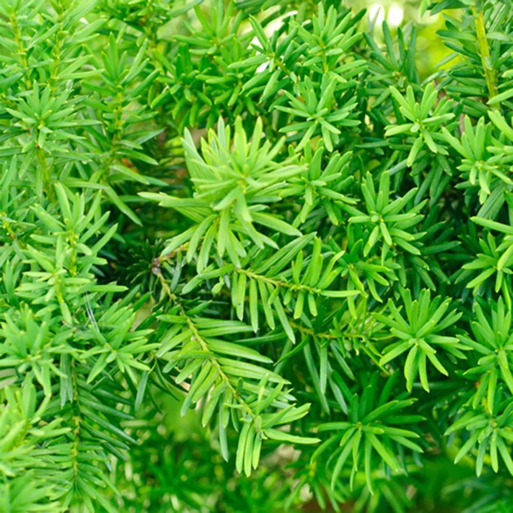Pack of 12 Yew Hedging (Taxus baccata) Plants at 25-35cm Tall in 8cm Pots