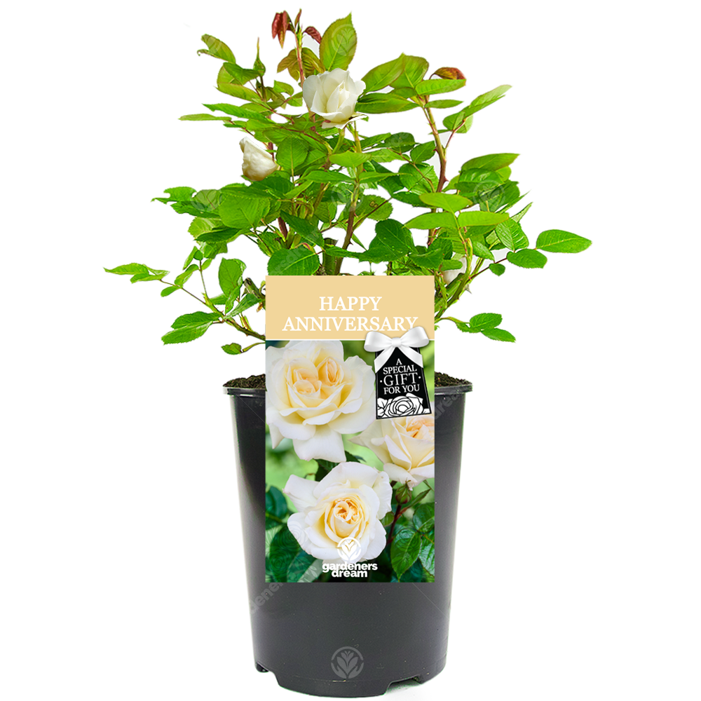 Happy Anniversary Rose - Wedding Anniversary Gift - Live Rose Bush Plant