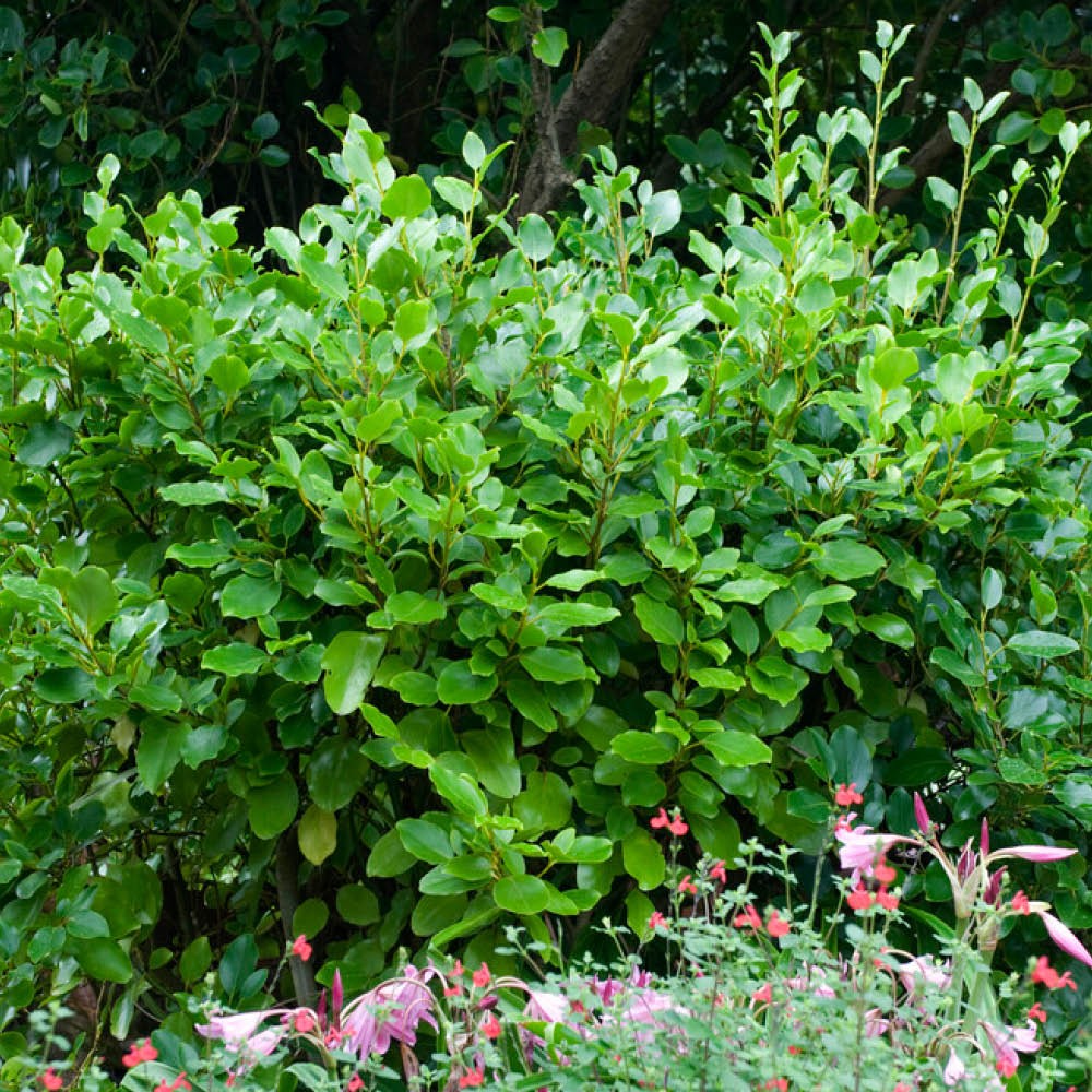 New Zealand Privet Hedge Plants Set of 24 in 8cm Pots, Fast Growing Evergreen