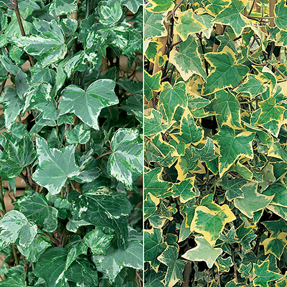 Trailing Ivy Plants, Foliage Colour Mix, 12 x 6cm Pots, Year-Round Basket Filler