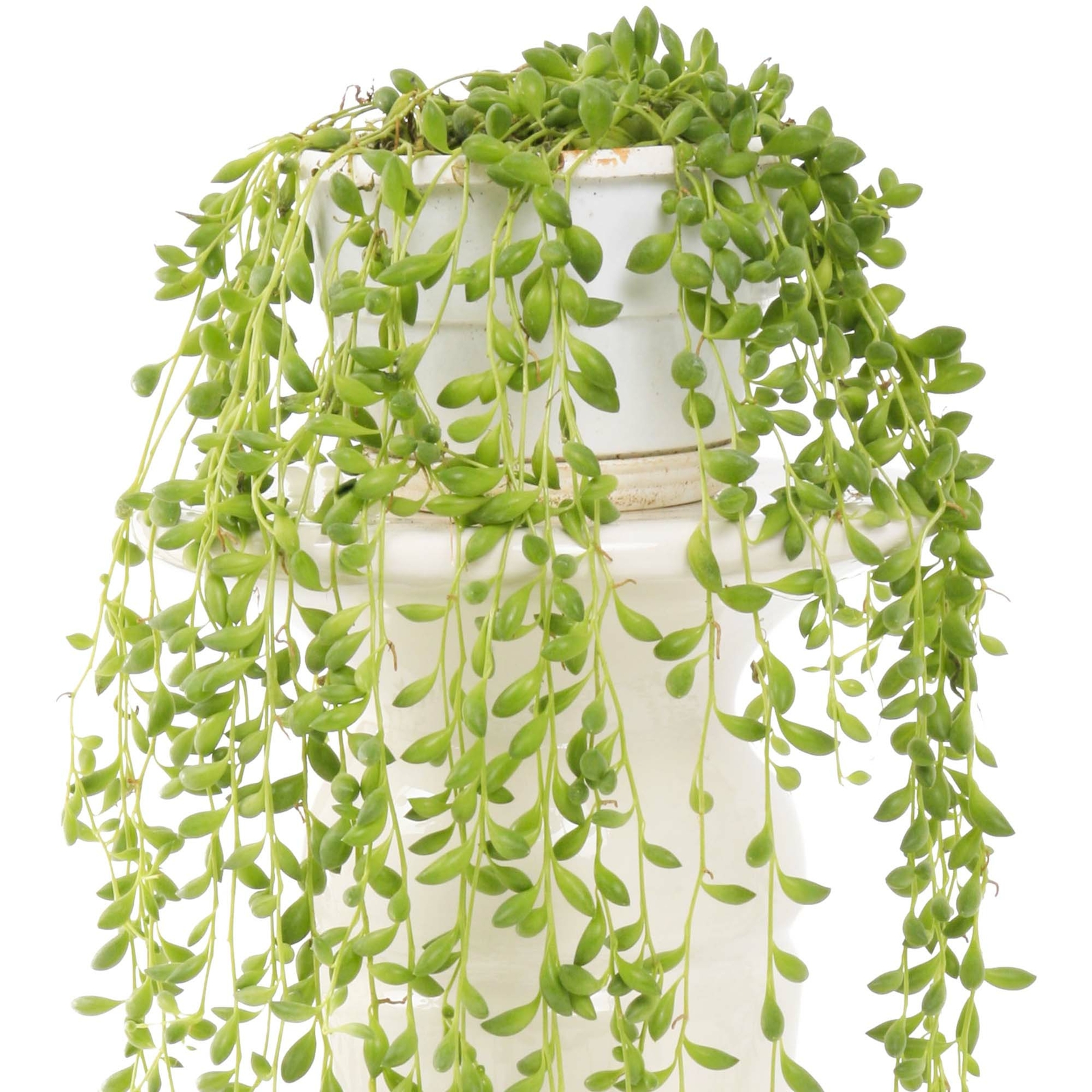 Senecio Herreianus | Evergreen String of Beads | Potted Hanging Office Plant