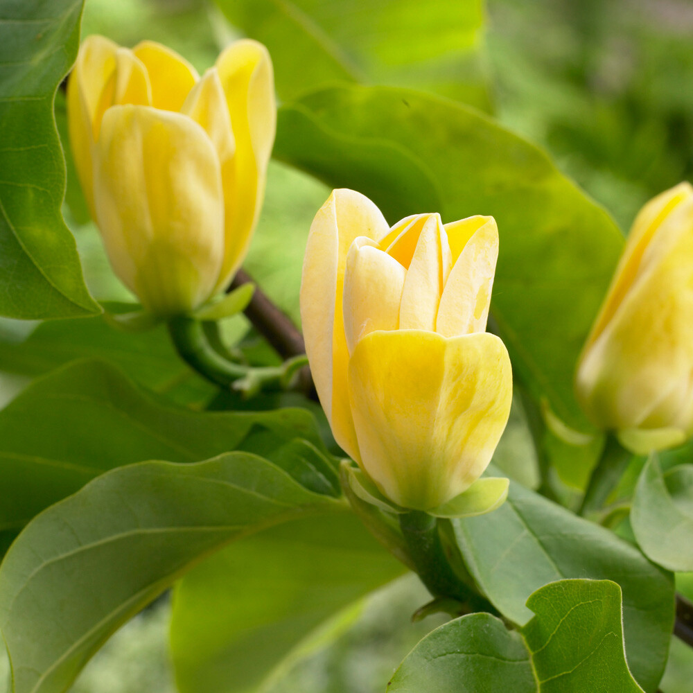 Magnolia brooklynensis 'Yellow Bird' in a 2L Pot, Spring Flowering