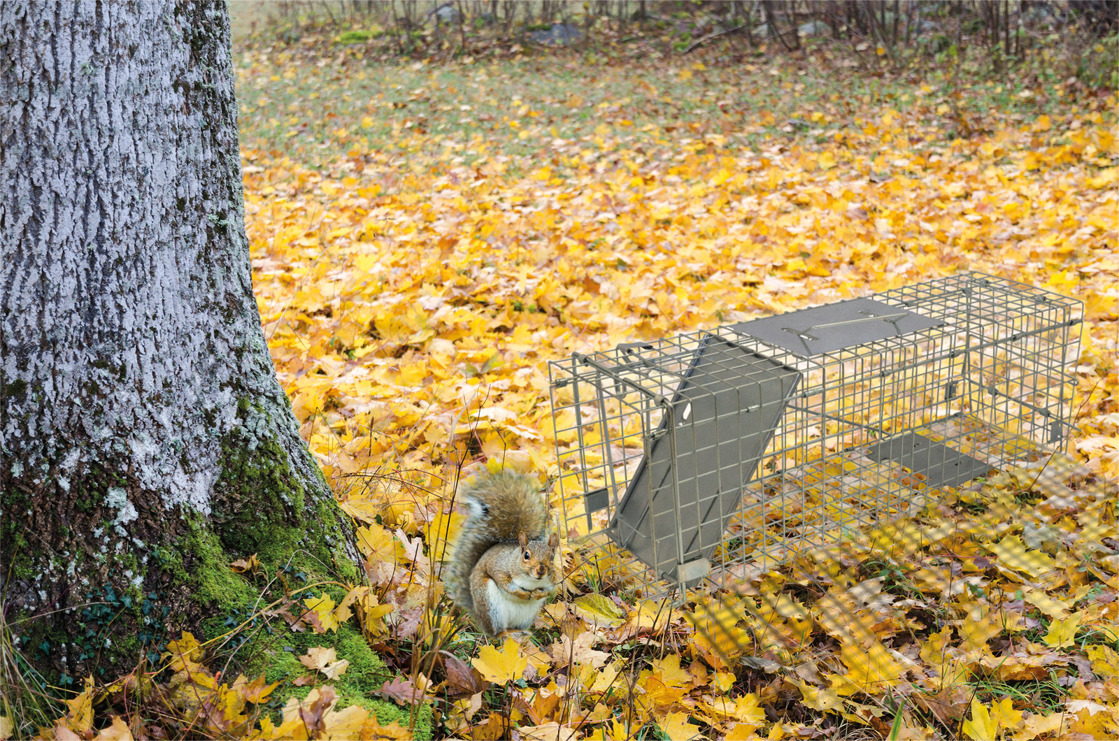 Indoor Outdoor Collapsible Live Animal Trap Humane Pests Rabbits, Squirrels