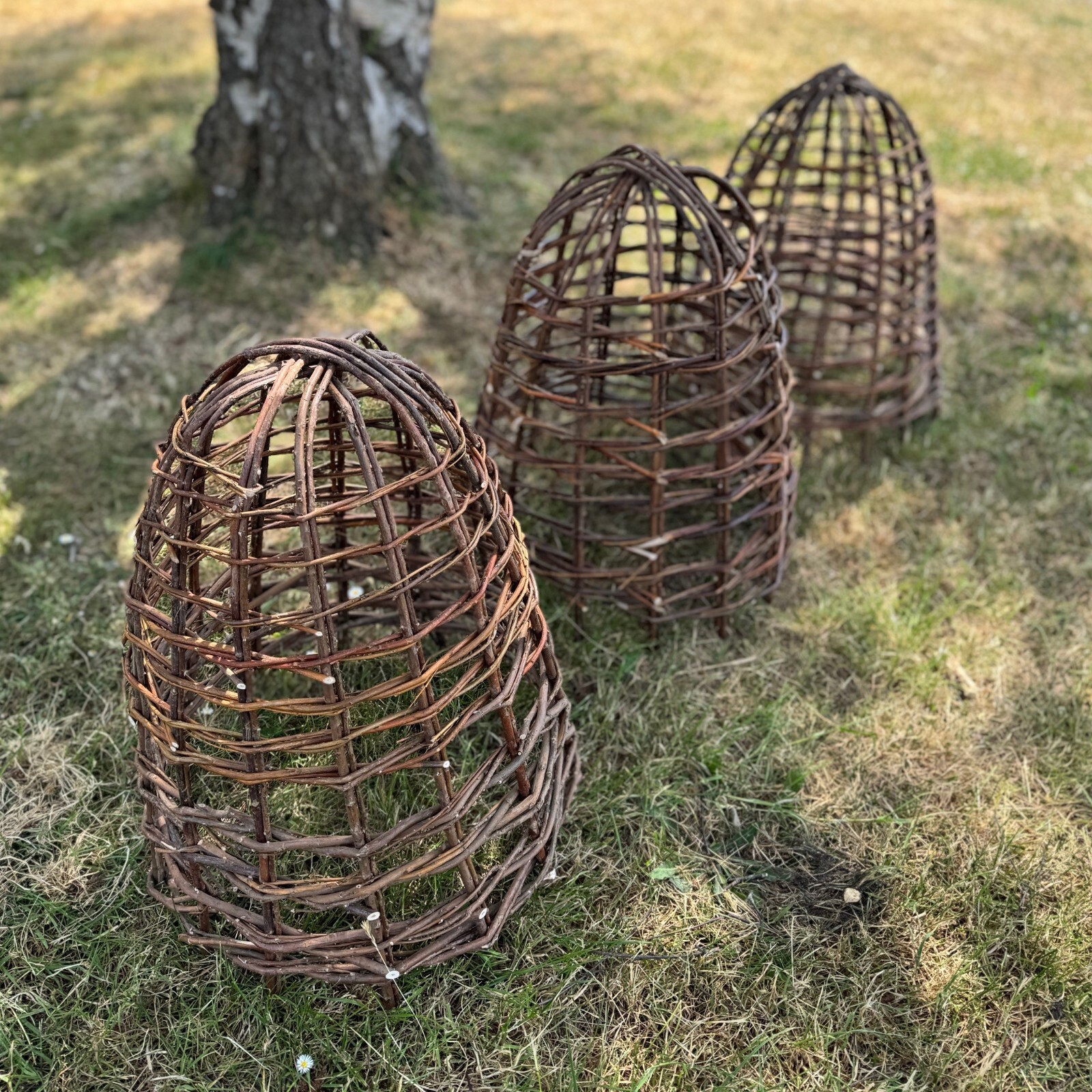 Willow Bell Cloche Garden Plant Seedling Protection Germination (Set of 3)