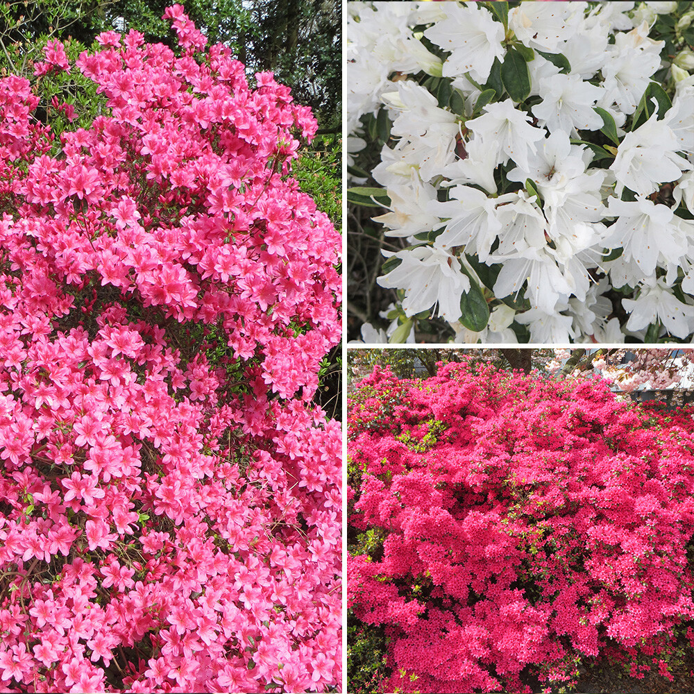 Rhododendrons (Japanese Azalea) 3 x Plants in 9cm Pots