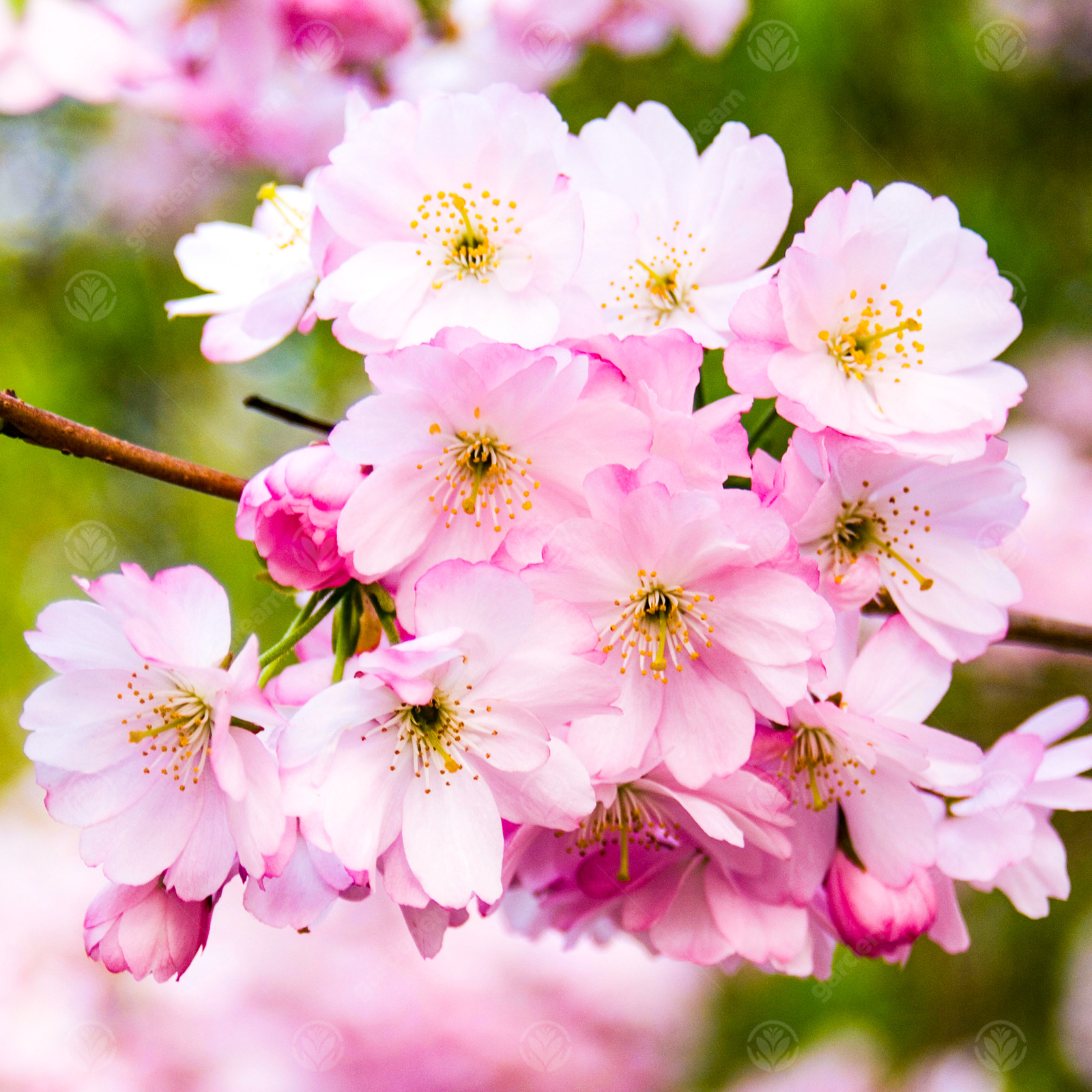 Prunus Accolade | Flowering Cherry | Ornamental Garden Tree | 5-6ft