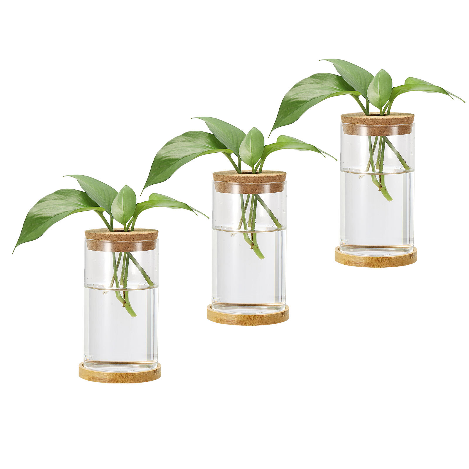 0.31 x 6.1 Inch Plant Propagation Station 3 Pcs Plant Terrarium Transparent