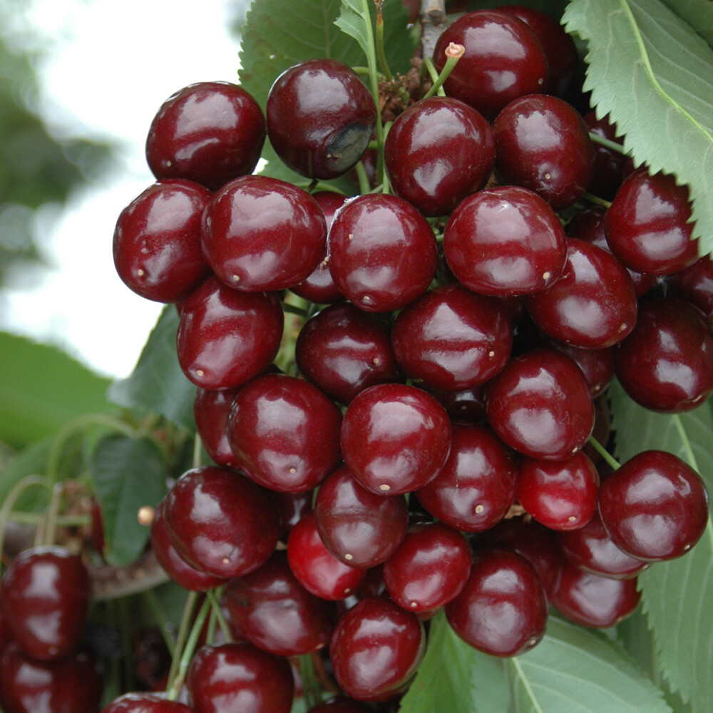 Fruit Plants, 2 x Cherry Bush 'Porthos' 60-80cm, 3L Pots, Self-Fertile Shrubs