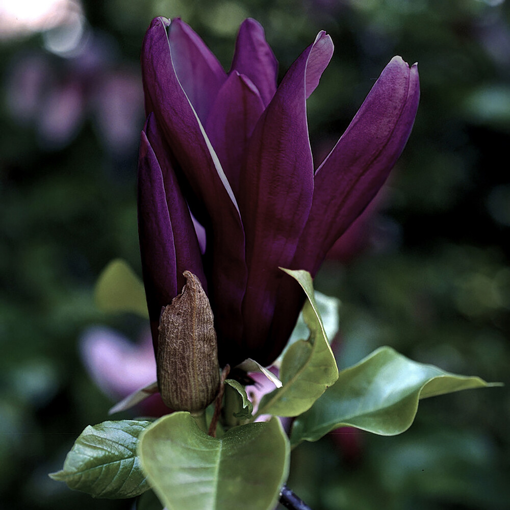 Magnolia 'Black Beauty', Established Plant in 2L Pot, Ready to Plant, Flowering