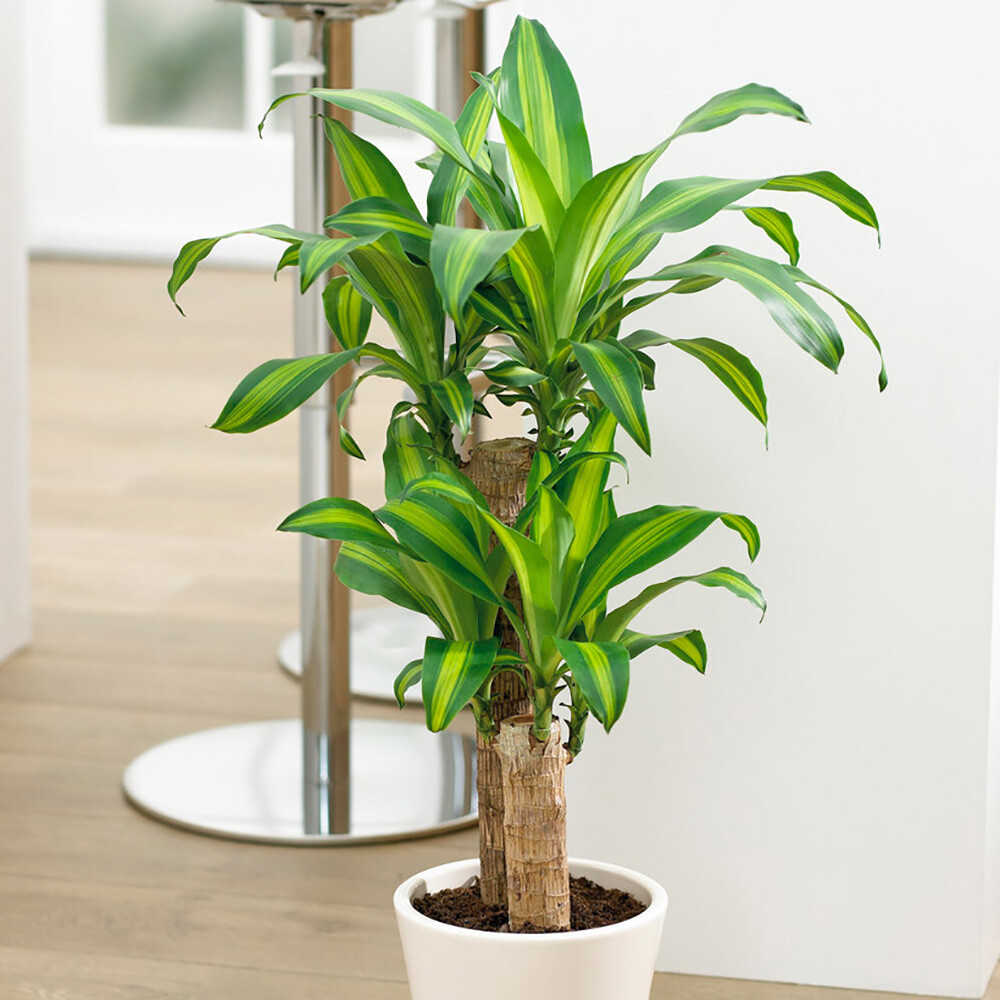 Indoor Foliage Plant, Dragon Tree, Dracaena Yellow Coast, Variegated, 17cm Pot