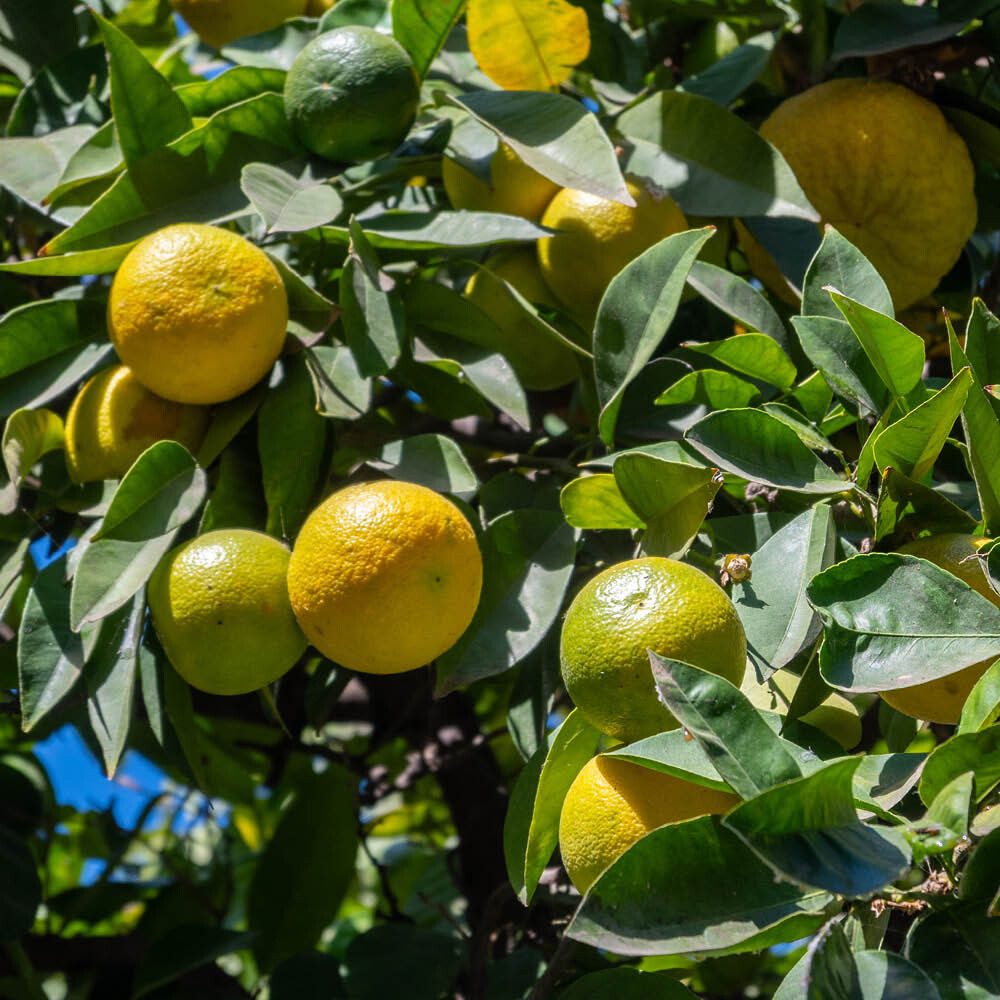 Citrus Tree, Fragrant Bergamot Fruit, Compact Mediterranean, 70-90cm Tall 4L Pot