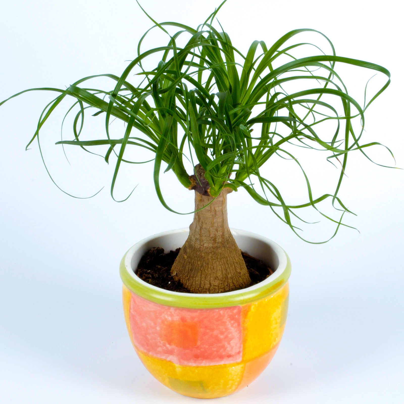 30-40cm Potted Beaucarnea Recurvata Sturdy Indoor Plant for Home or Office