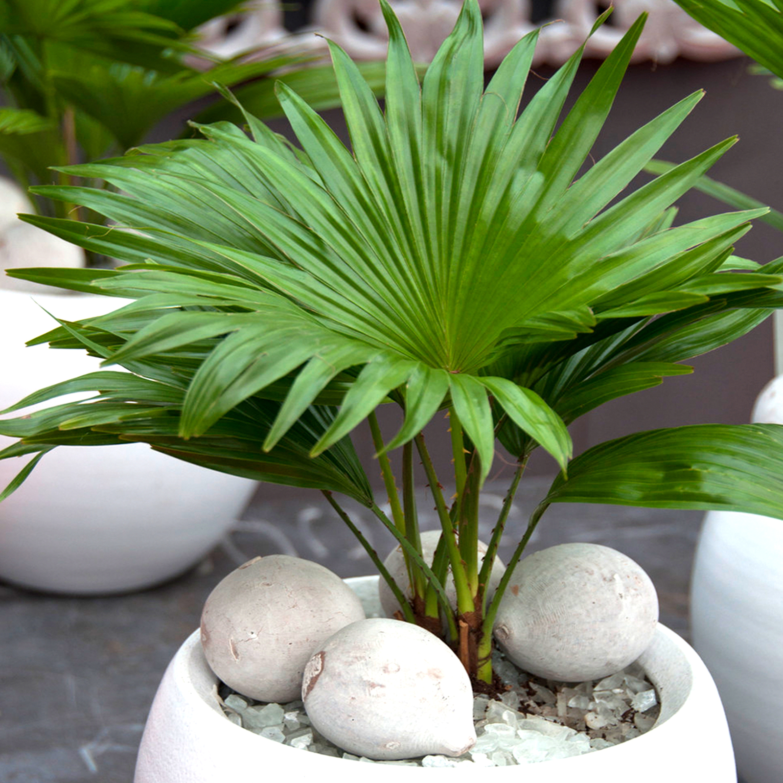 Indoor Houseplant - Livistona Palm - Decorative Tropical Gift Plant in 12cm Pot