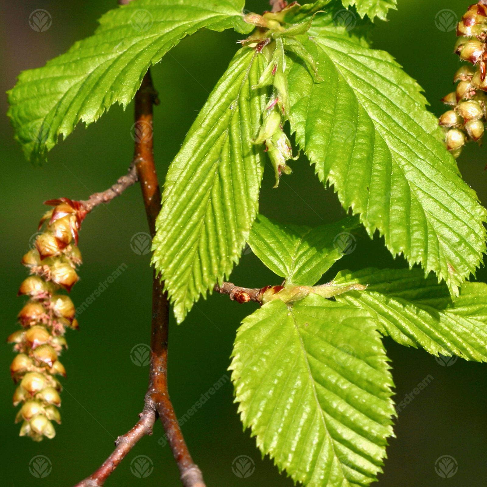 Carpinus betulus | Common Hornbeam Tree | Ornamental Tree | 5-6ft