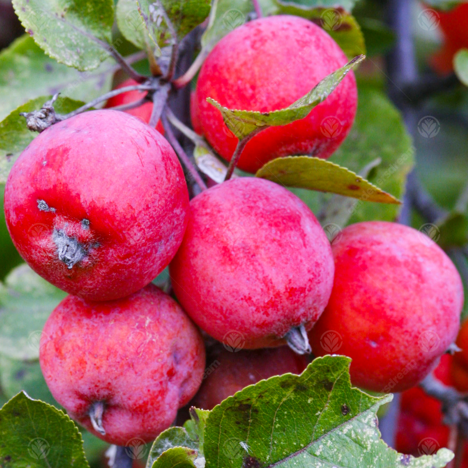 Malus purpurea Neville Copeman | Purple Crab Apple | Garden Tree | 5-6ft