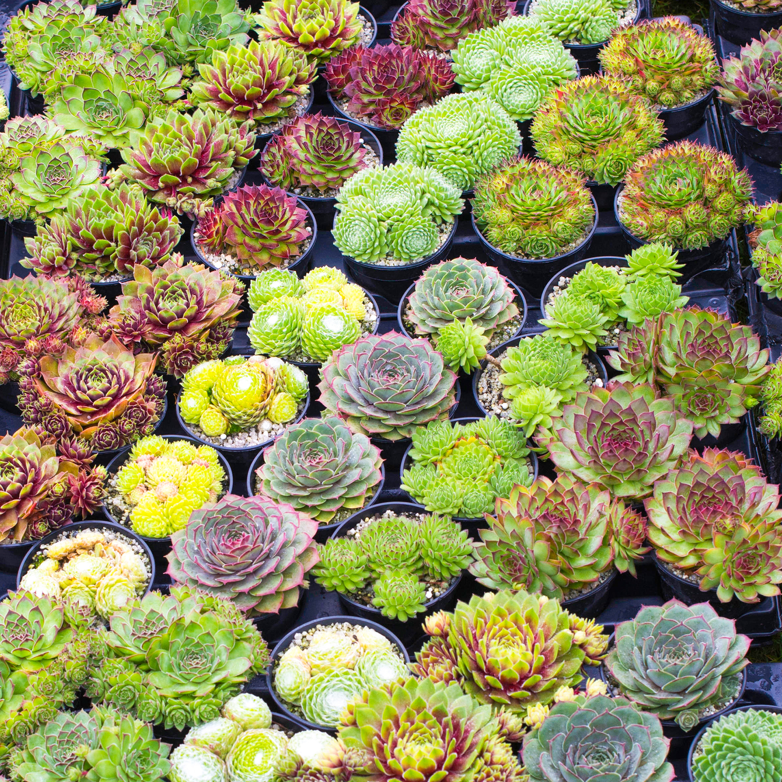 Sempervivum Mix - 20 Plants | Houseleek 5-15cm Potted Succulent Plants for Sale
