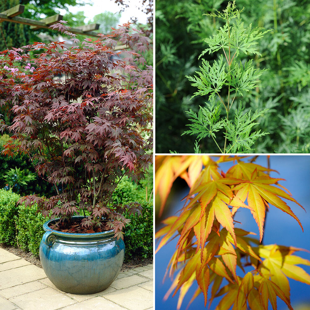 Trees & Shrubs, Japanese Maple Acer Collection, Foliage Colour, 3 x 1.5L Pot