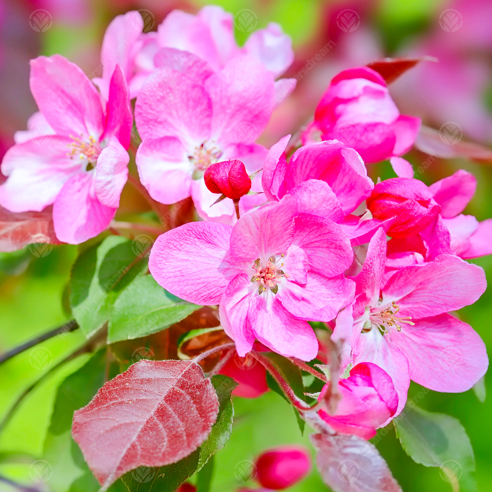 Malus X moerlandsii 'Profusion' | Crab Apple | Ornamental Garden Tree | 5-6ft