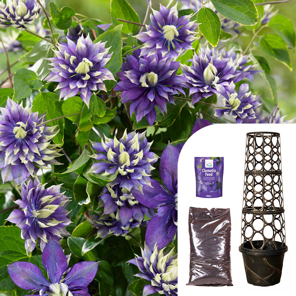 Clematis 'Taiga' with Professional Compost, Clematis Feed and Tower Planter