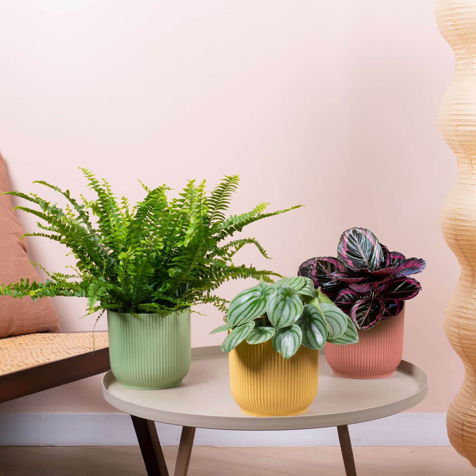 Paw Friendly House Plant Bundle - Boston Fern, Watermelon Peperomia, Calathea