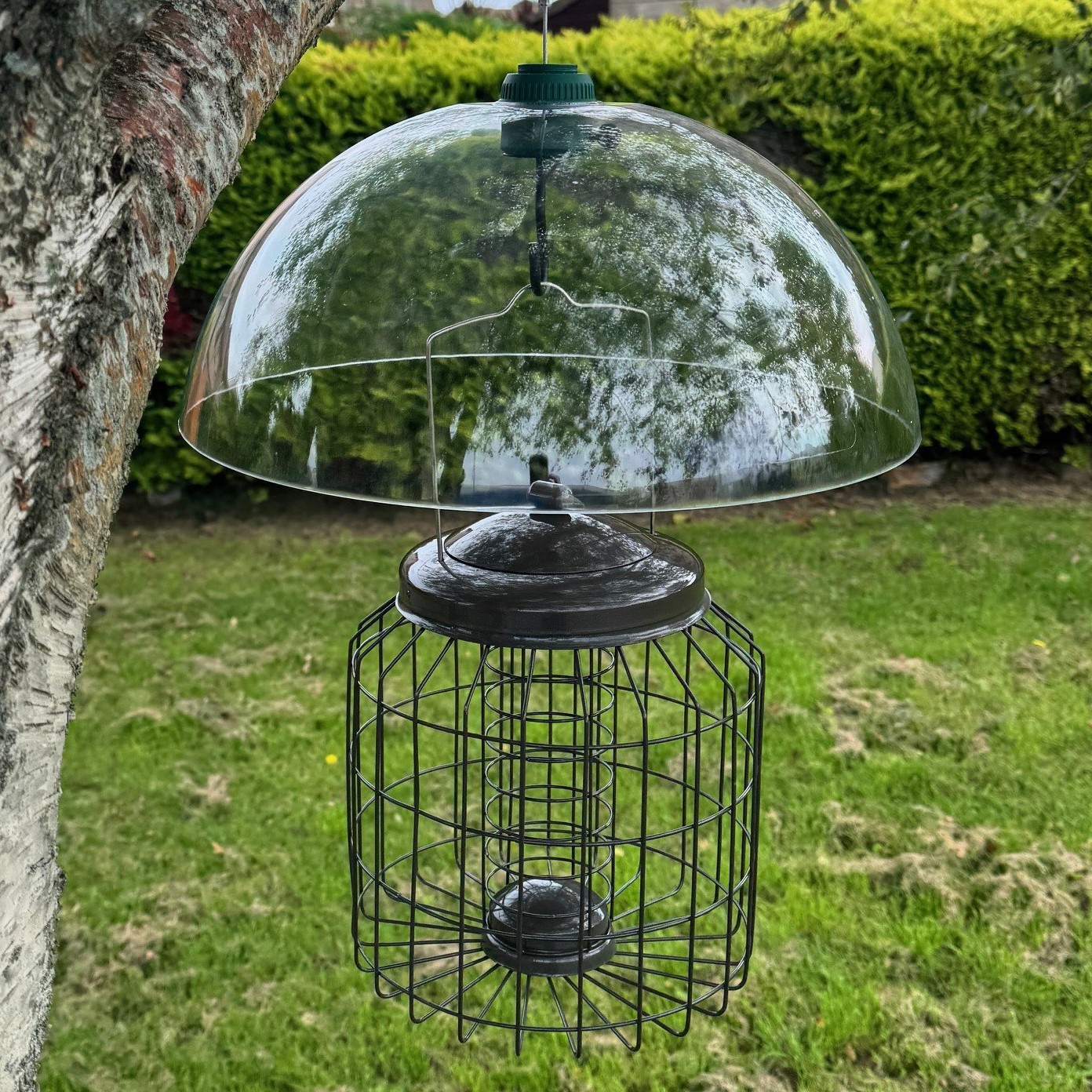 Squirrel Proof Hanging Suet Fat Ball Bird Feeder with Plastic Baffle Heavy Duty