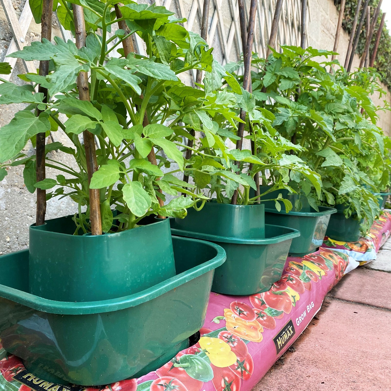 Grow Bag Watering Pots Tomato Ring Culture Bottomless Planter Growbag