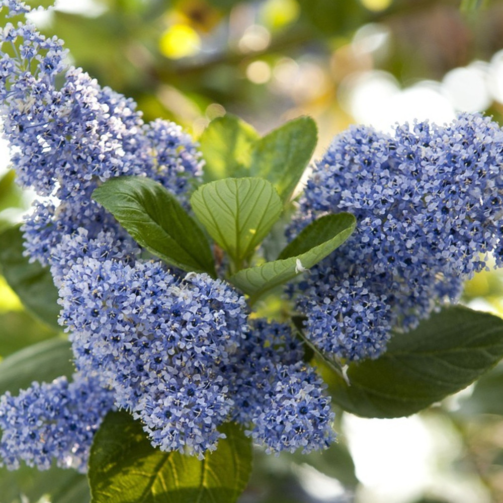 Ceanothus arboreus Trewithen Blue | Californian Lilac | Garden Tree | 5-6ft